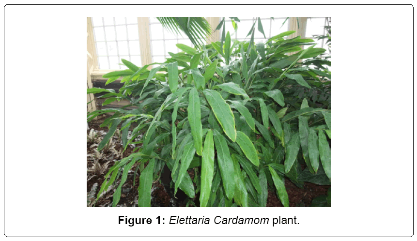 antibacterial activity of catharanthus roseus pdf