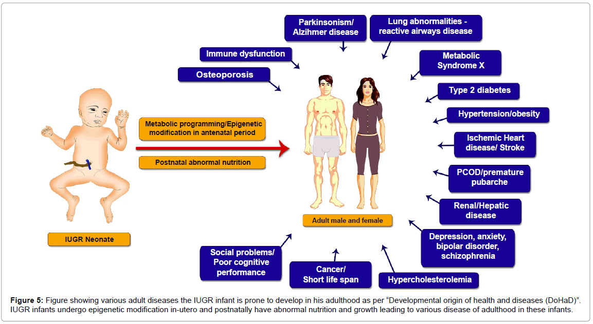 neonatalbiologyFigureshowingvariousadult