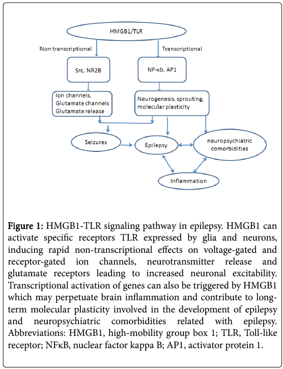 neuroinfectious-diseases-HMGB1-TLR-signaling-epilepsy