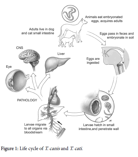 neuroinfectious-diseases-Life-cycle