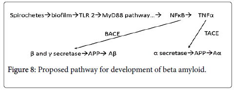 Proposed-pathway-development