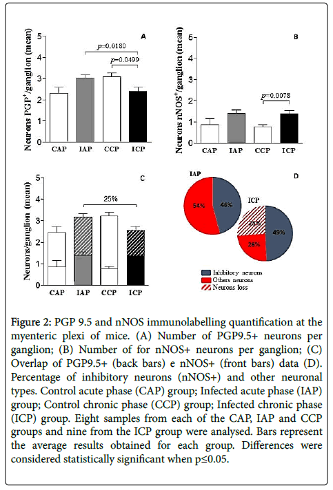 neuroinfectious-diseases-immunolabelling-quantification-myenteric