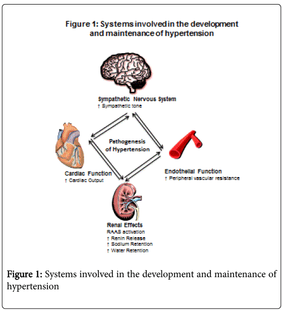 pathophysiology of hypertension