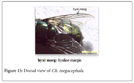 nursing-forensic-studies-Dorsal-view-Ch-megacephala