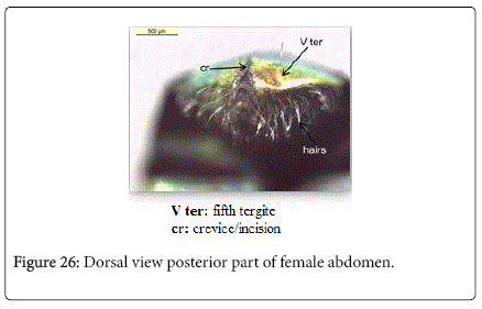 nursing-forensic-studies-Dorsal-view-posterior-part