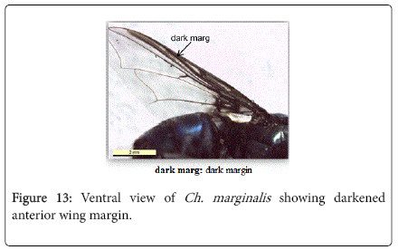nursing-forensic-studies-anterior-wing-margin