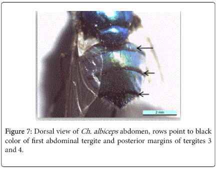 nursing-forensic-studies-first-abdominal-tergite-posterior