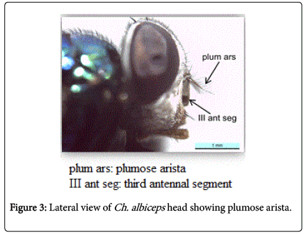 nursing-forensic-studies-head-showing-plumose-arista
