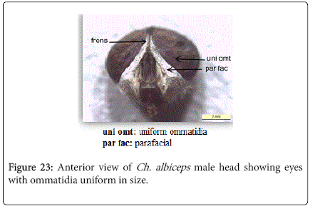 nursing-forensic-studies-ommatidia-uniform-size