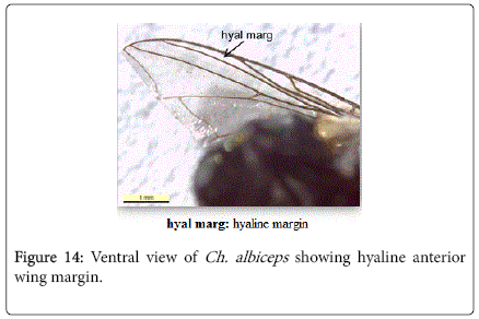 nursing-forensic-studies-showing-hyaline-anterior-wing-margin