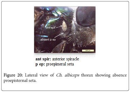 nursing-forensic-studies-thorax-showing-absence