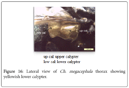 nursing-forensic-studies-yellowish-lower-calypter