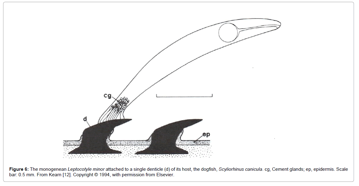 dogfish classification