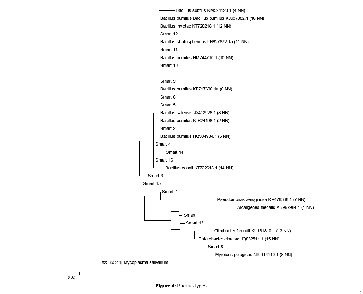 oil-gas-research-Bacillus-types