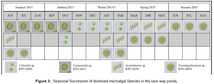 oil-gas-research-dominant-microalgal-ponds