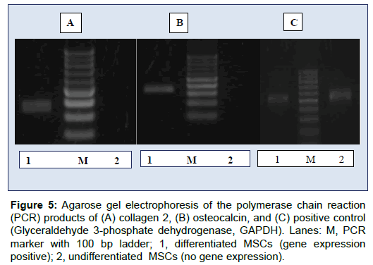 oral-hygiene-health-electrophoresis-polymerase-chain