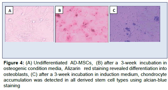 oral-hygiene-health-incubation-osteogenic-alizarin