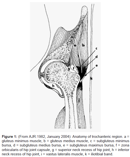Orthopedic Muscular System Anatomy Trochanteric Muscle Orthopedic Muscular System Anatomy Trochanteric Muscle