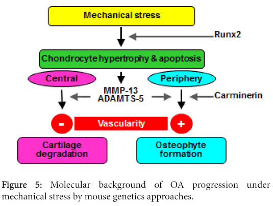 Total Meniscectomy Osteoarthritis Diet