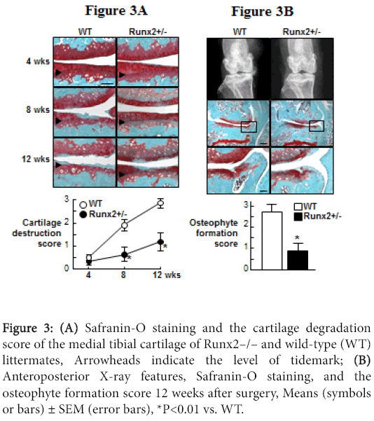 osteoarthritis-Safranin-O-staining-cartilage-degradation