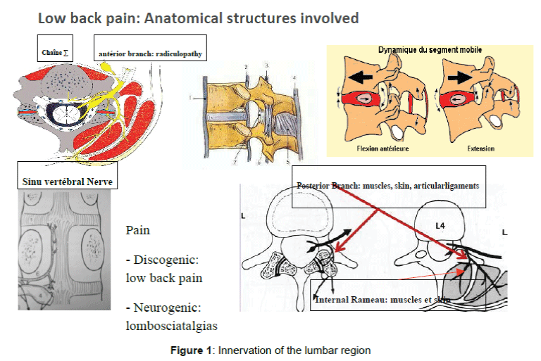 pain-relief-Innervation-lumbar-region