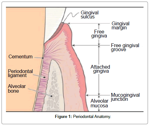 pediatric-dental-care-anatomy