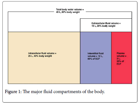 Adjusting phenytoin level for albumin calculation