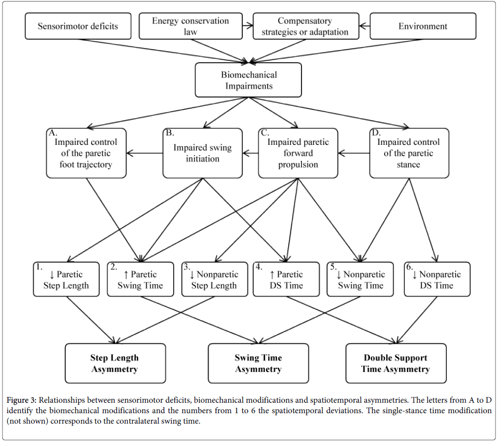 Understanding Spatial And Temporal Gait Asymmetries In