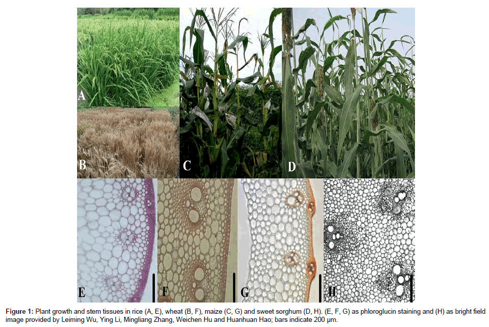 plant-biochemistry-physiology-Plant-growth-stem-tissues