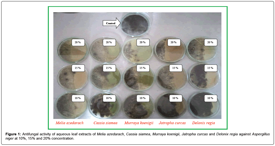 antibacterial activity of jatropha curcas and Antimicrobial activity of jatropha curcas l abhijit b shinde abstract in the present study, the antimicrobial activity of jatropha curcas l (euphorbiaceae) leaf extract was evaluated against one gram-positive species staphylococcus aureus, and four gram-negative species. antibacterial activity of jatropha curcas and Antimicrobial activity of jatropha curcas l abhijit b shinde abstract in the present study, the antimicrobial activity of jatropha curcas l (euphorbiaceae) leaf extract was evaluated against one gram-positive species staphylococcus aureus, and four gram-negative species.