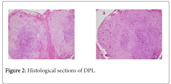 pregnancy-child-health-Histological-sections