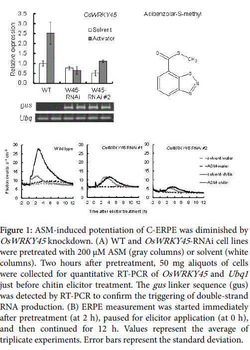 rice-research-ASM-induced-potentiation