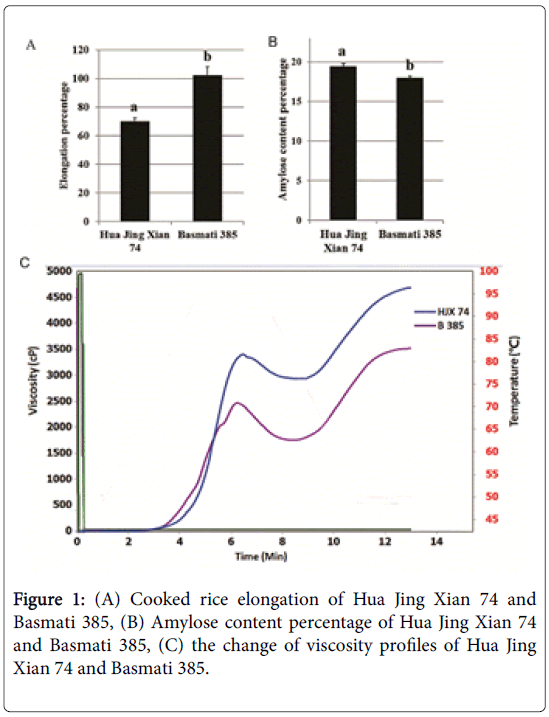 rice-research-Cooked-rice