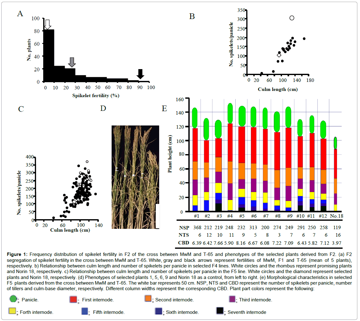 rice-research-Frequency-distribution-spikelet