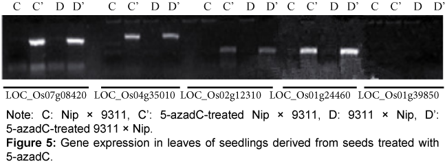 rice-research-Gene-expression