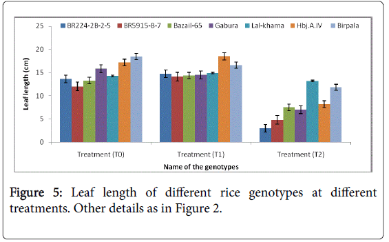 rice-research-Leaf-length-different