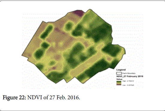 rice-research-NDVI-Feb