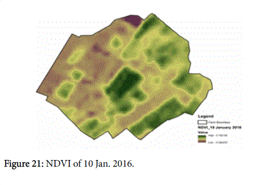 rice-research-NDVI-Jan