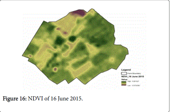 rice-research-NDVI-June