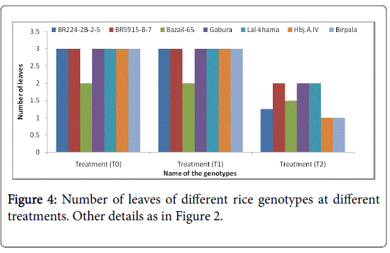 rice-research-Number-leaves-different