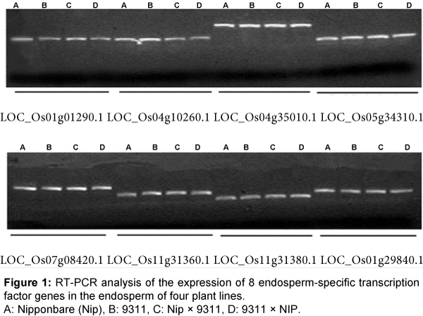 rice-research-RT-PCR-analysis