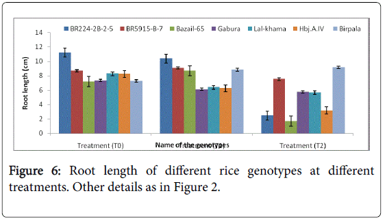 rice-research-Root-length-different