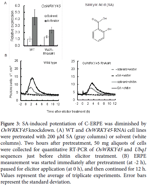 rice-research-SA-induced-potentiation