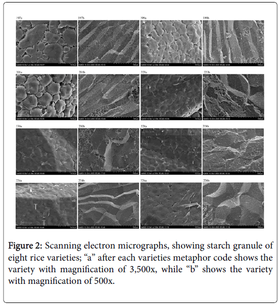 rice-research-Scanning-electron