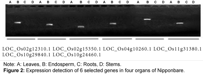 rice-research-four-org