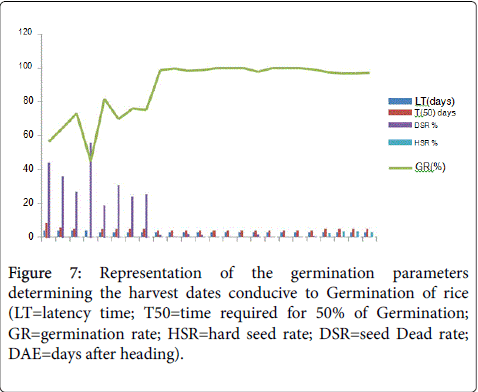 rice-research-harvest-dates