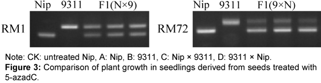 rice-research-plant-growth