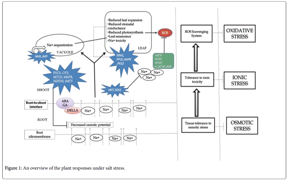 rice-research-plant-responses