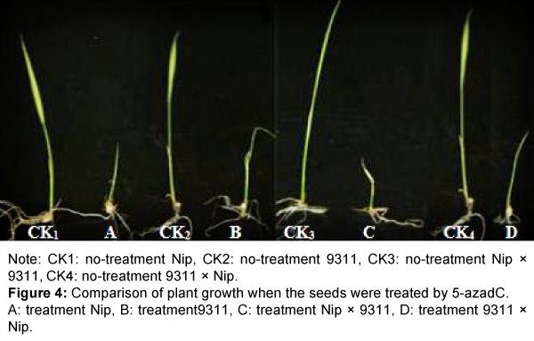 rice-research-seeds-treated