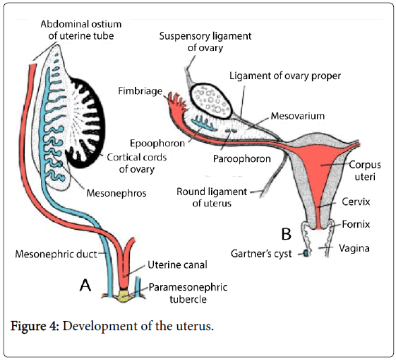 sexual-disorders-Development-uterus
